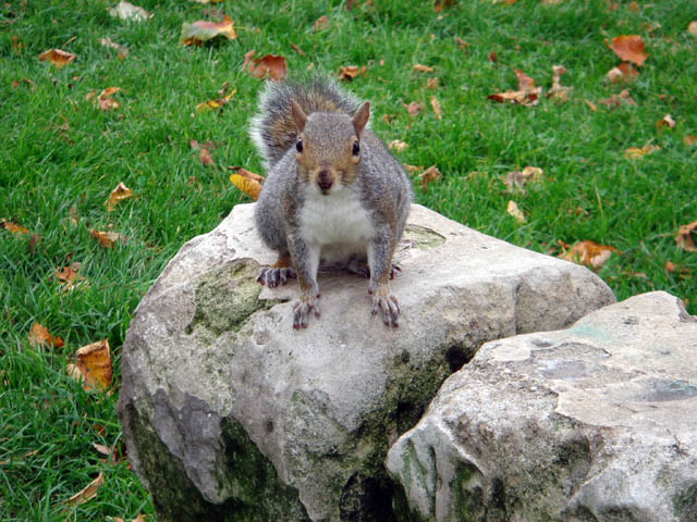 Squirrel on boundary marker