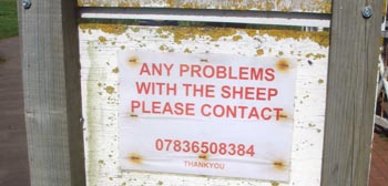 Sheep Worrying