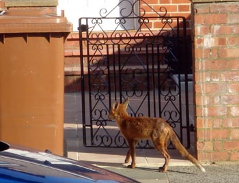 Urban Fox